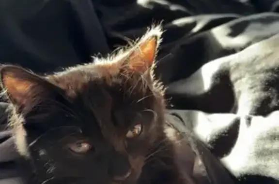 Lost Kitten: Black with Yellow Eyes