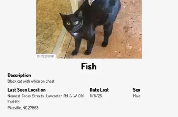 Lost Cat: Black & White, Green Eyes, Pikeville