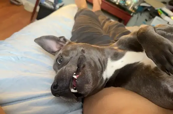 Lost pets Kansas City, photo: Lost Blue Nose Terrier in Kansas City