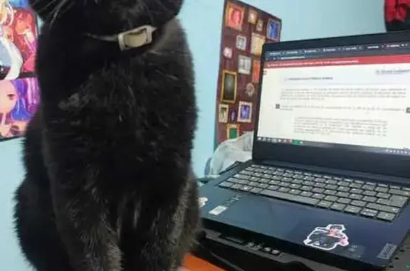 Gato Negro Perdido en Ciudad Nezahualcóyotl