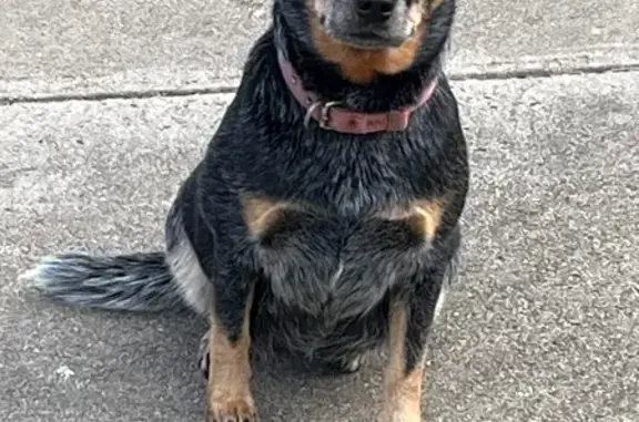 Lost Blue Heeler: Purple Collar, Bega NSW