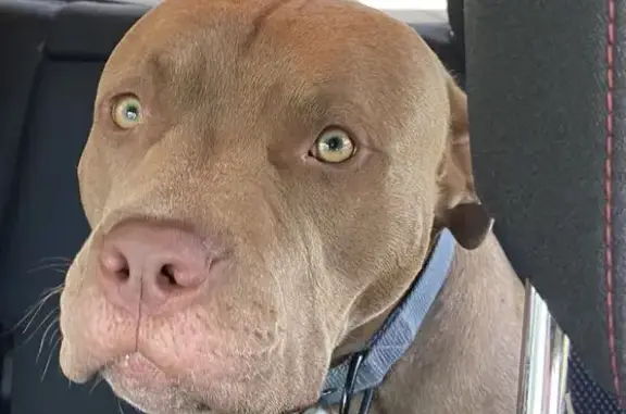 Lost Pitbull: Hank, 2, Unique Features