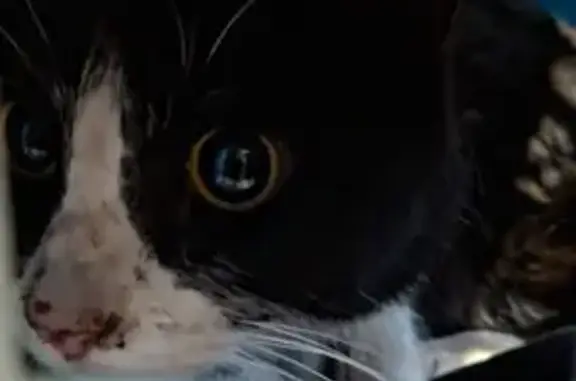 Búsqueda de mascotas, foto: Gatito Esmoquin Herido en CDMX: ¡Ayuda!