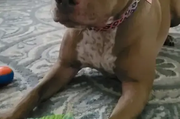 Lost Dog: Brown with White Spots, Port Orange