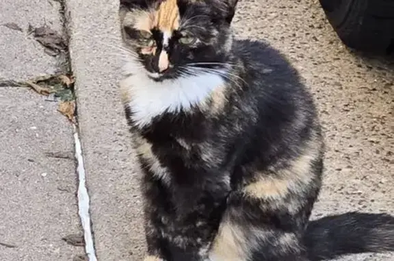 Lost Cat on Russell Dr, Cedar Rapids