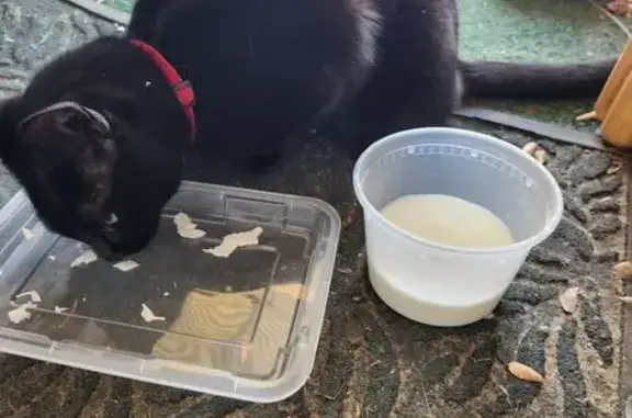 Friendly Black Cat Found: Help Find Home!