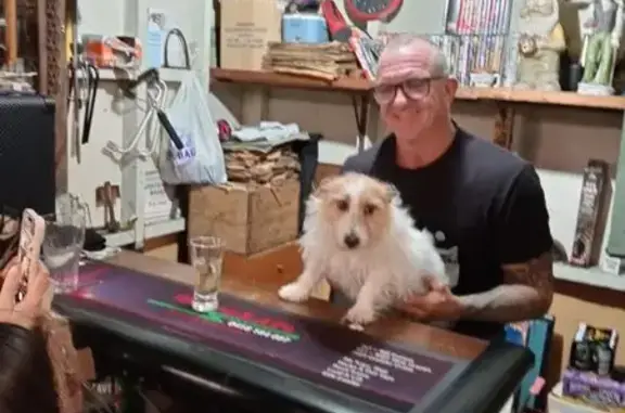 Lost Dog: White & Tan in Woodland Grove