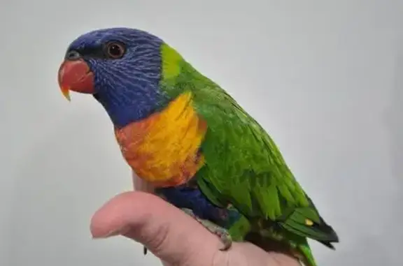 Lost and found pets Australia, photo: Found: Rainbow Lorikeet in Baulkham Hills