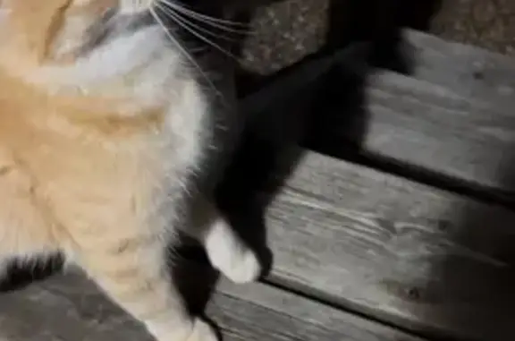 Lost and found pets White Bear Lake, photo: Friendly Orange Cat Found on Sharon Ln