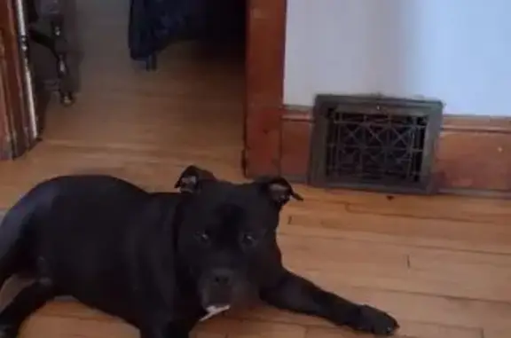 Lost Black Dog in Milwaukee - Help Find!