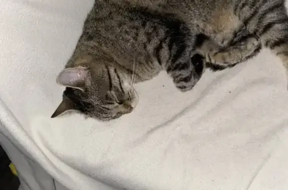 Chatte marron tachetée perdue à Feurs - photo