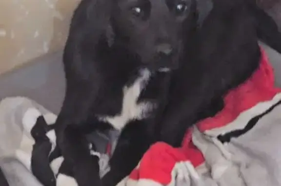 Found dog Ohio City, photo: Found Dog on Ohio 56: Help Reunite!