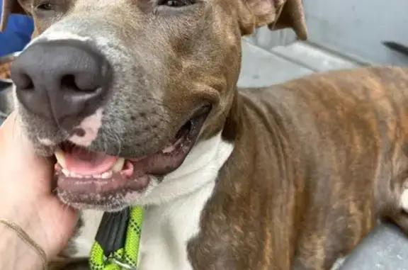 Missing dog New York, photo: Lost Dog: Brown & Pink on Madison Ave