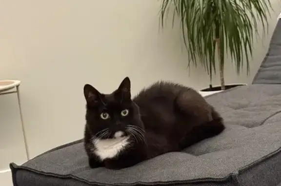 Потерянні тварини Козин, фото: Зникла лагідна кішка Манкі в Козині