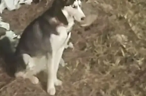 ¡Cachorra Blanco y Negro Perdi...