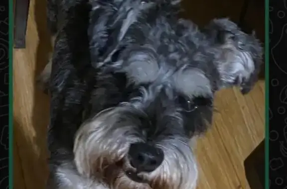 Lost Schnauzer: Dark Grey with Eyebrows