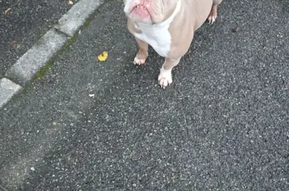 Animaux trouvés Laloubère, photo: Chien trouvé Rue de l'Hippodrome