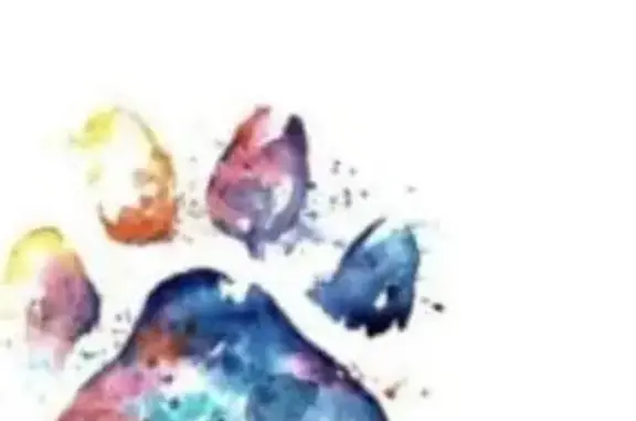 Lost: Senior Shih Tzu in Port Macquarie