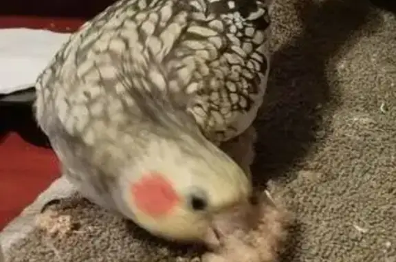 ¡Ave Ninfas Perlada Perdida en...