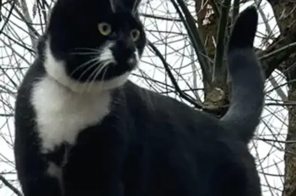Animaux perdus Héry, photo: Chatte noire et blanche perdue à Héry