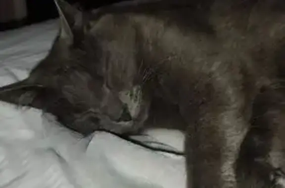 Chat perdu, Le Tréport, photo: Chat perdu : Balou, gris foncé, yeux bleu-vert