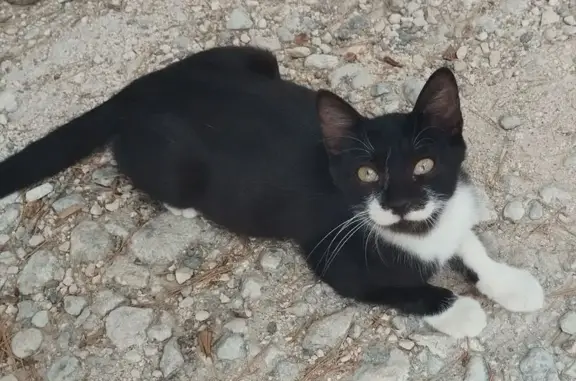 ¡Gato Perdido en La Alcayna! A...