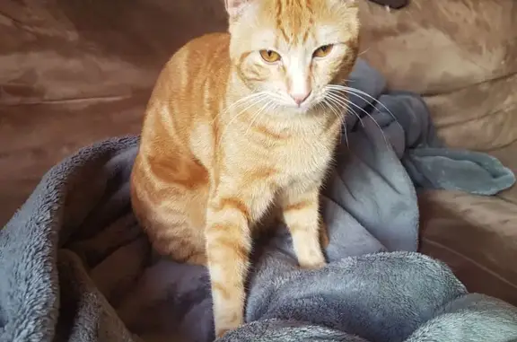 Chat roux 1,5 ans perdu à Castres - photo