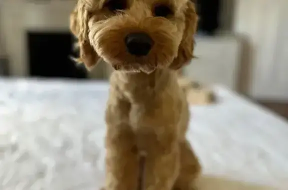 Lost pets , photo: Lost Cavoodle: Brown Eyes, Bayside Area