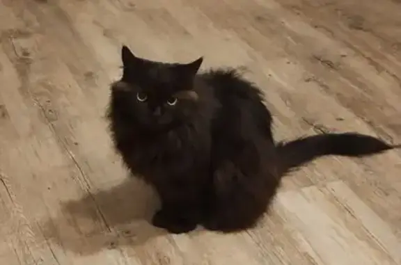 Chatte noire perdue à St Brevin - photo