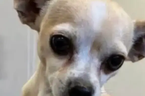 Lost: Friendly Chihuahua Poku, Ulm St