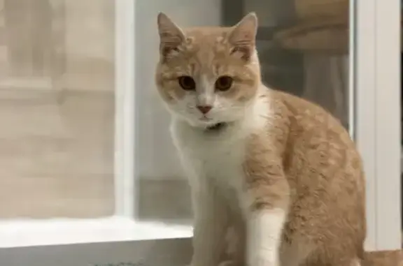 Animaux perdus , photo: Chaton beige/blanc perdu, Rue Vieille Poste