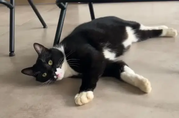 Chat noir et blanc perdu à Lasserre-Pradère - photo