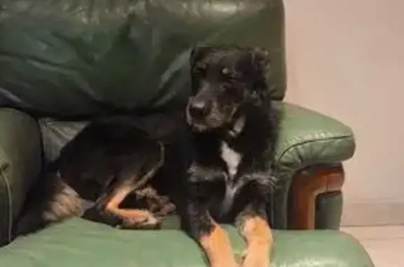 Chien perdu Chabeuil, photo : Chien noir perdu, tache blanche, Chabeuil
