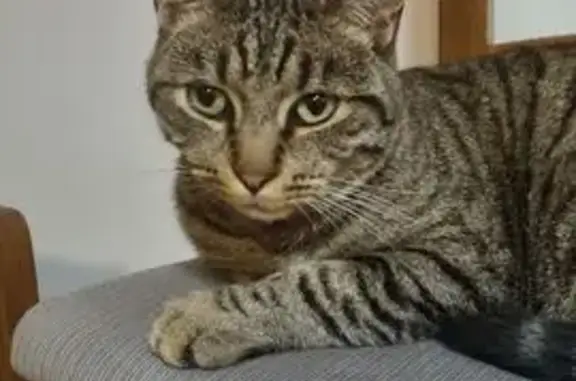 Animaux perdus Amilly, photo: Chat mâle perdu à Amilly, rue Semard