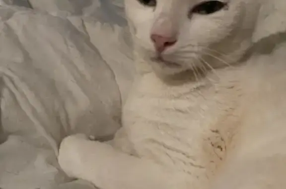 Animaux trouvés Pordic, photo: Jeune chat non castré trouvé à Pordic