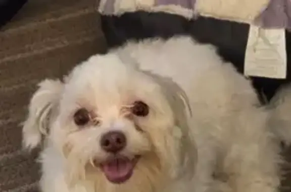 Lost Dog in Southport: Help Find Frankie