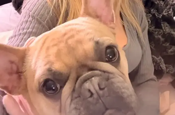 Missing dog The Colony, photo: Lost Fawn Dog: Service Animal, Pink Ears