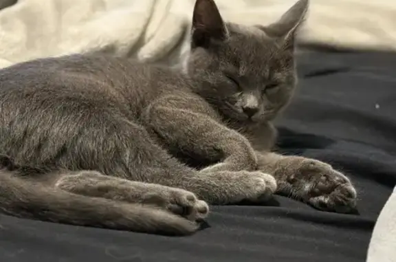 ¡Ayuda a encontrar a Nairoh, gatita gris perdida!