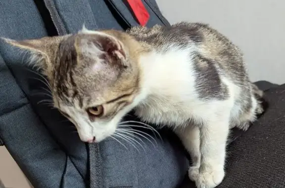 Chaton mâle sociable trouvé à Bordeaux - photo