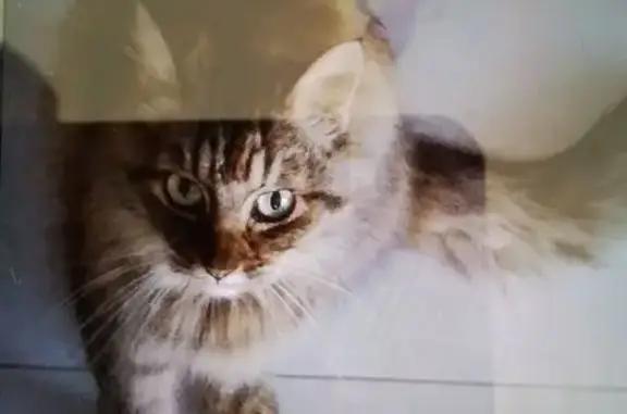 Animaux trouvés Saint-Just-Luzac, photo: Chat tigré trouvé, sociable et affectueux