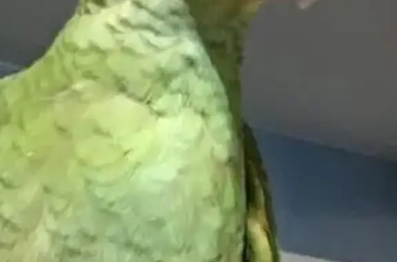 Lost pets Huntsville, photo: Vince: Vibrant Amazon Parrot Found!