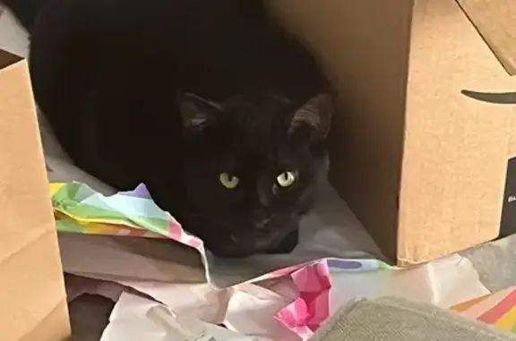 Lost Black Cat 'Mio' Near Hatteras Rd