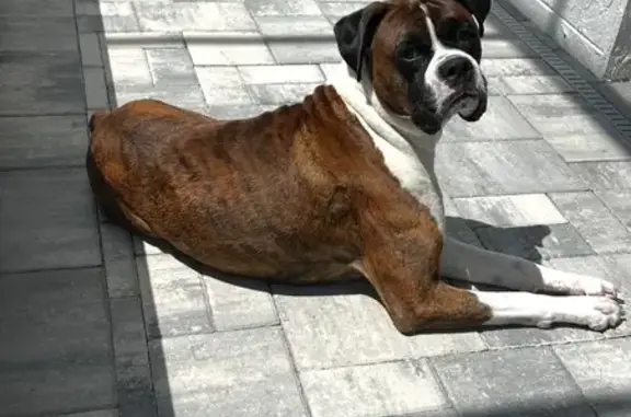 Missing dog , photo: Lost Boxer: Deeks at Amidei Path