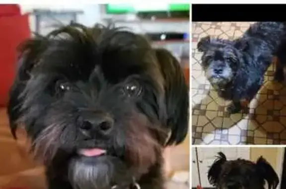 Lost Black Cairn Terrier on Central Ave