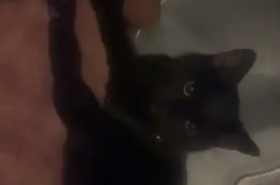 Lost Cat: Pink Collar, Oak Spring Rd