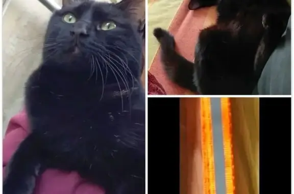 Animaux perdus , photo: Chat noir perdu à Tournon-sur-Rhône