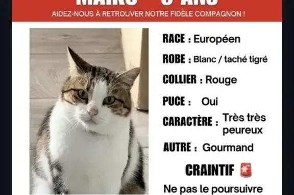 Chat perdu à Bordeaux : Maïko, 5 ans, peureux - photo