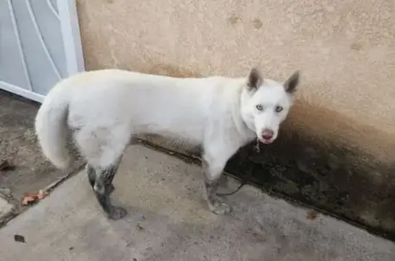 Found dog , photo: Found: White Husky with Pink Nose!
