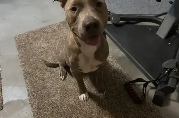 Found pets Surprise, photo: Found: Friendly Brindle Pitbull in Surprise