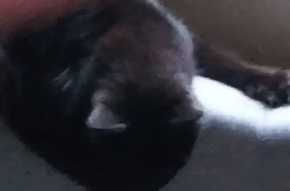 Missing cat , photo: Lost Timid Black Cat on Church Street